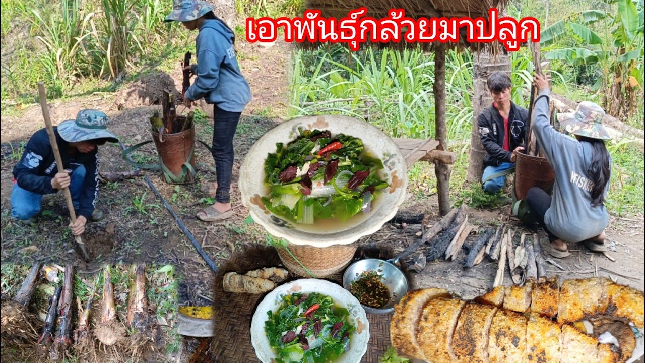 พาเมียไปเอาพันธุ์กล้วยมาปลูกที่ไร่เก่า เก็บฟืนแบกกลับบ้าน จี่หนังควาย แกงเนื้อแห้งใส่ผักกาด-บ่าวยืง