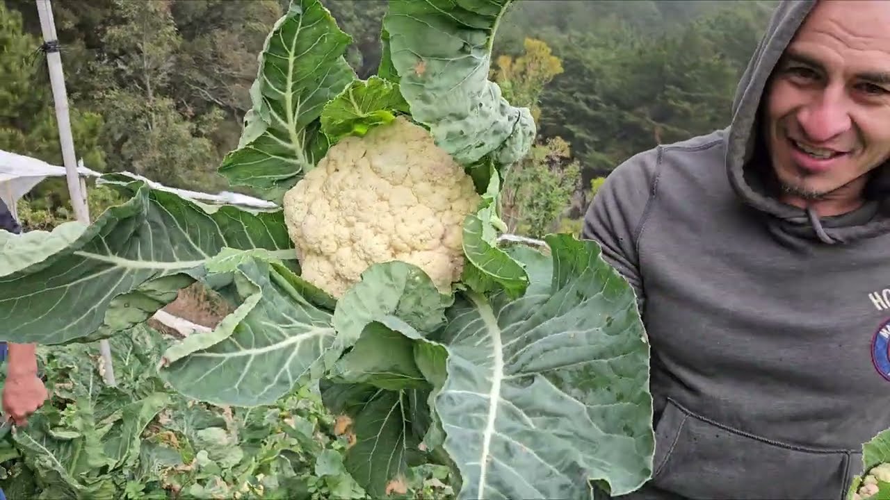 AGRICULTOR LO APOSTÓ  TODO POR ESTE PRODUCTO Y ESTE FUE EL RESULTADO 