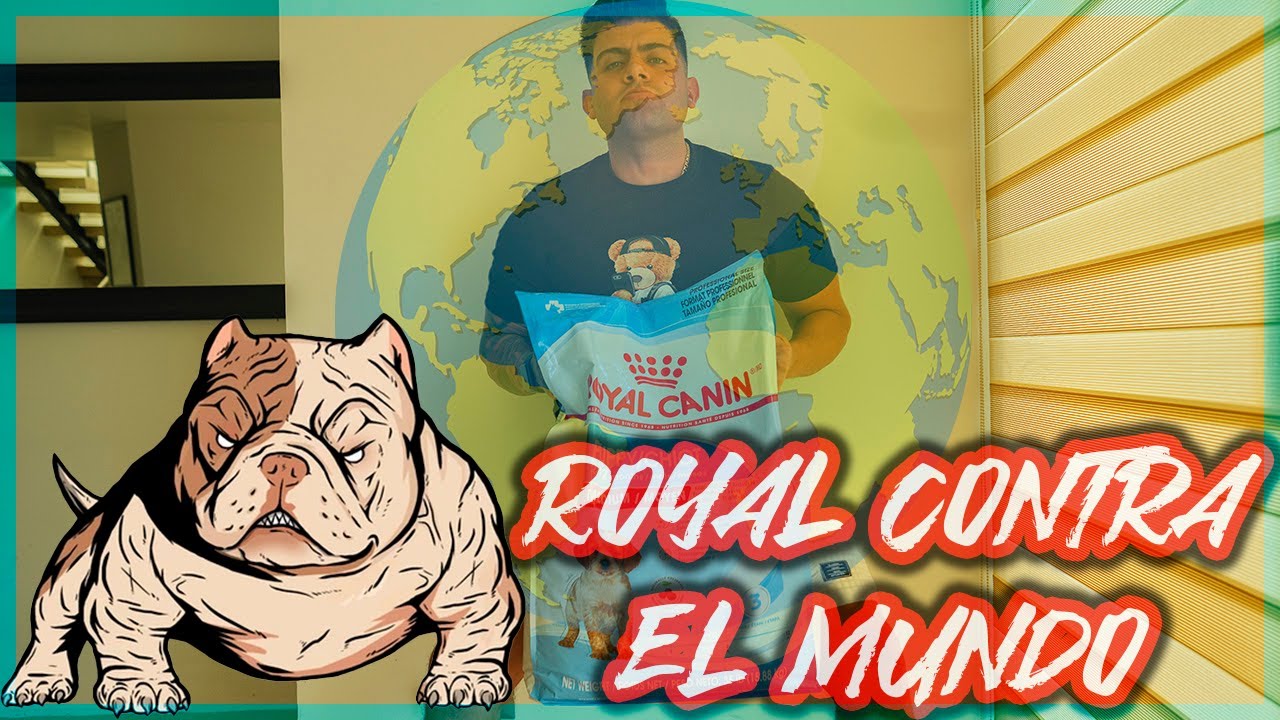 Como Alimento a mis AMERICAN BULLY