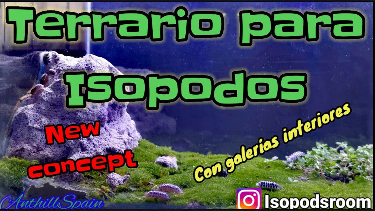 Terrario para Isopodos - Isopods