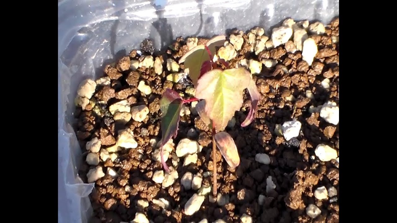 estratificación de Acer buergerianum. Teoria y práctica. Como germinar semillas de bonsai. El yeti