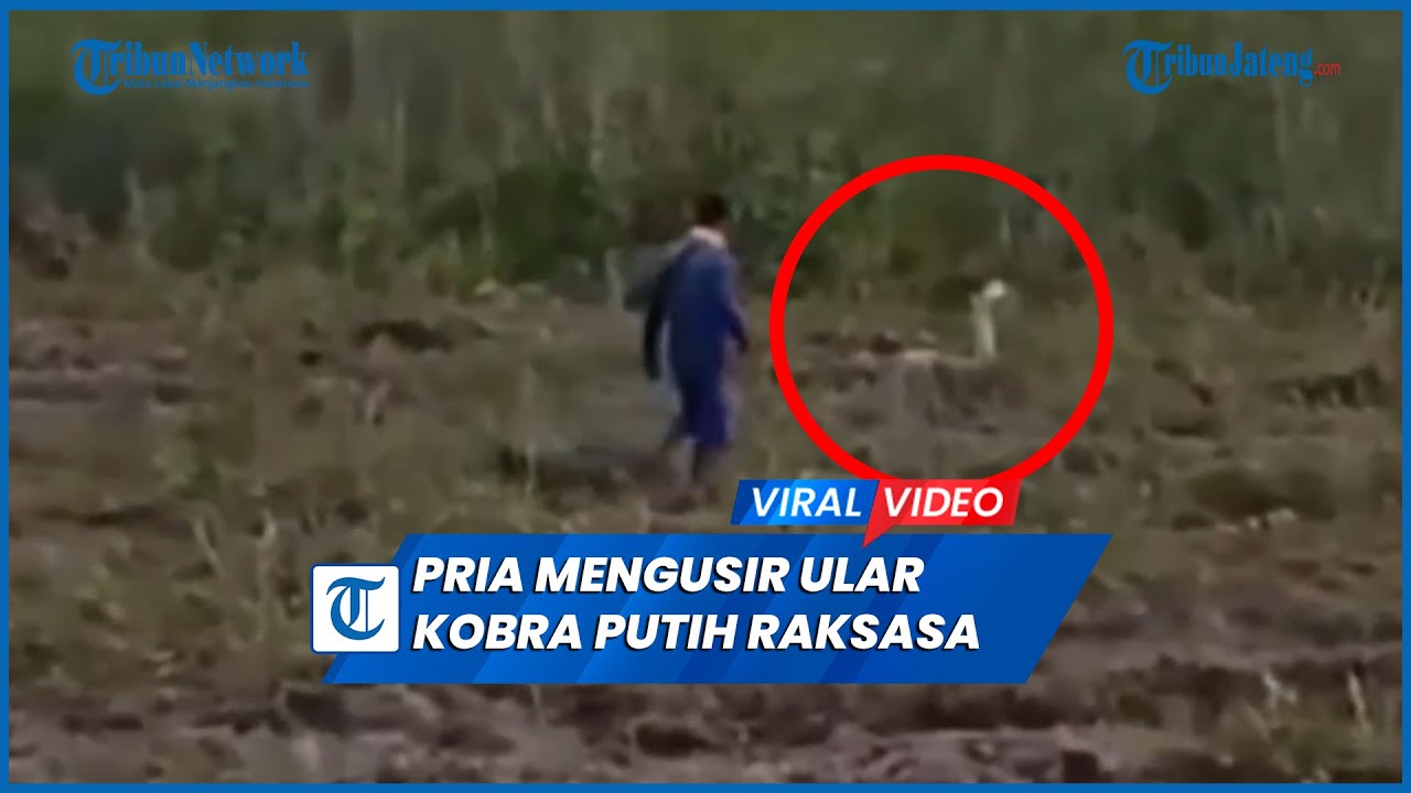 Penampakan Ular Kobra Putih Raksasa di Hutan Kalimantan Diusir Warga