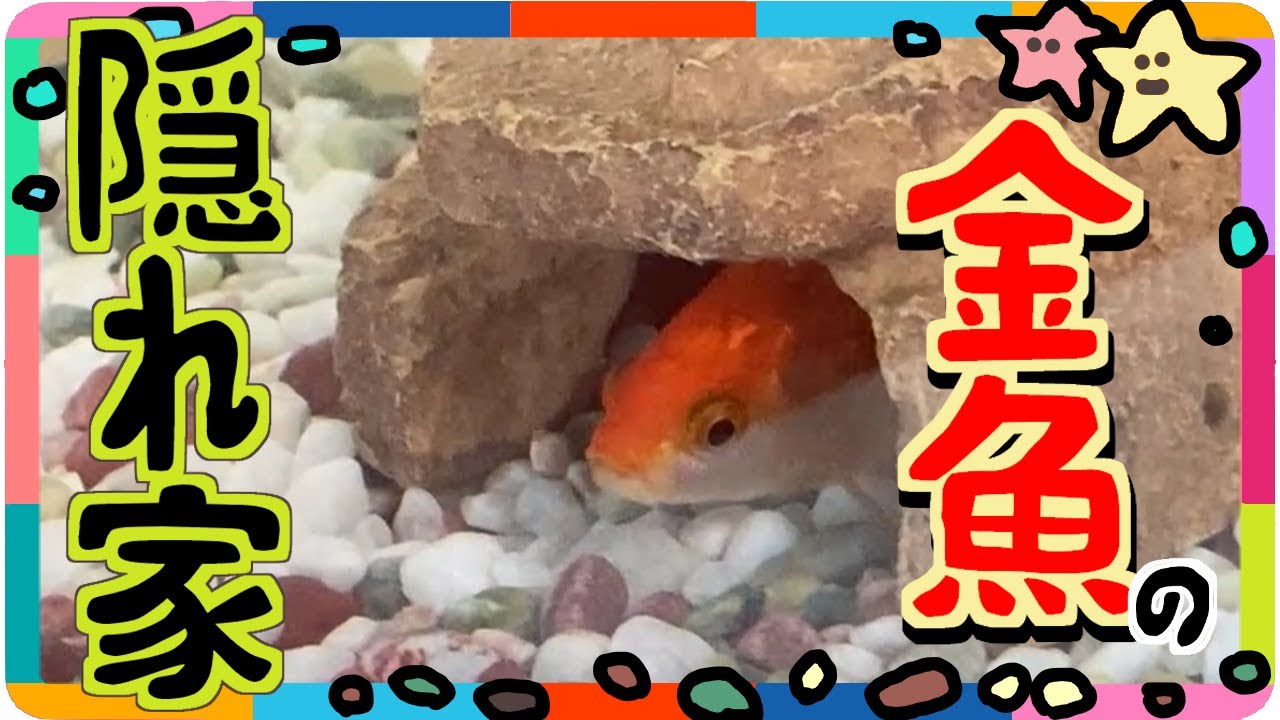 金魚に人気の隠れ家はどれ？赤い橋vs土管vs洞窟vs切り株！