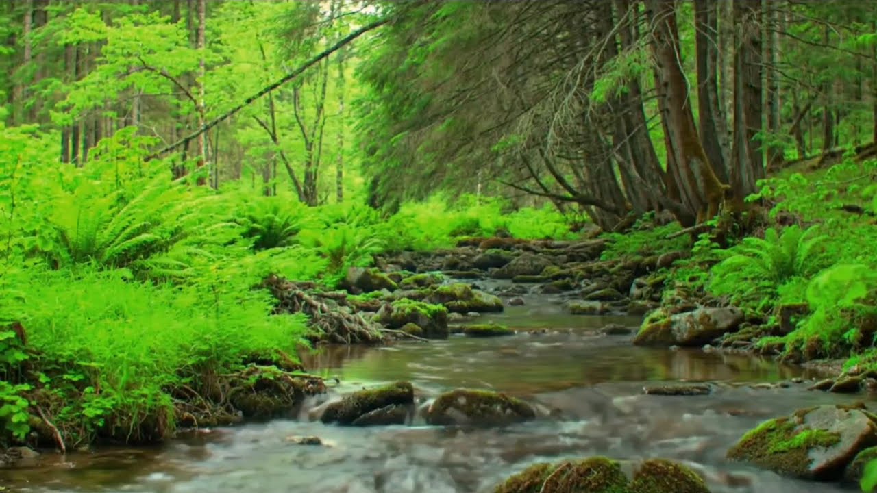 Amazing Nature Sounds, Stream in the Beautiful Green Forest, Birds Chirping, ASMR