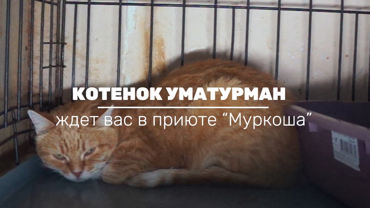 УМАТУРМАН