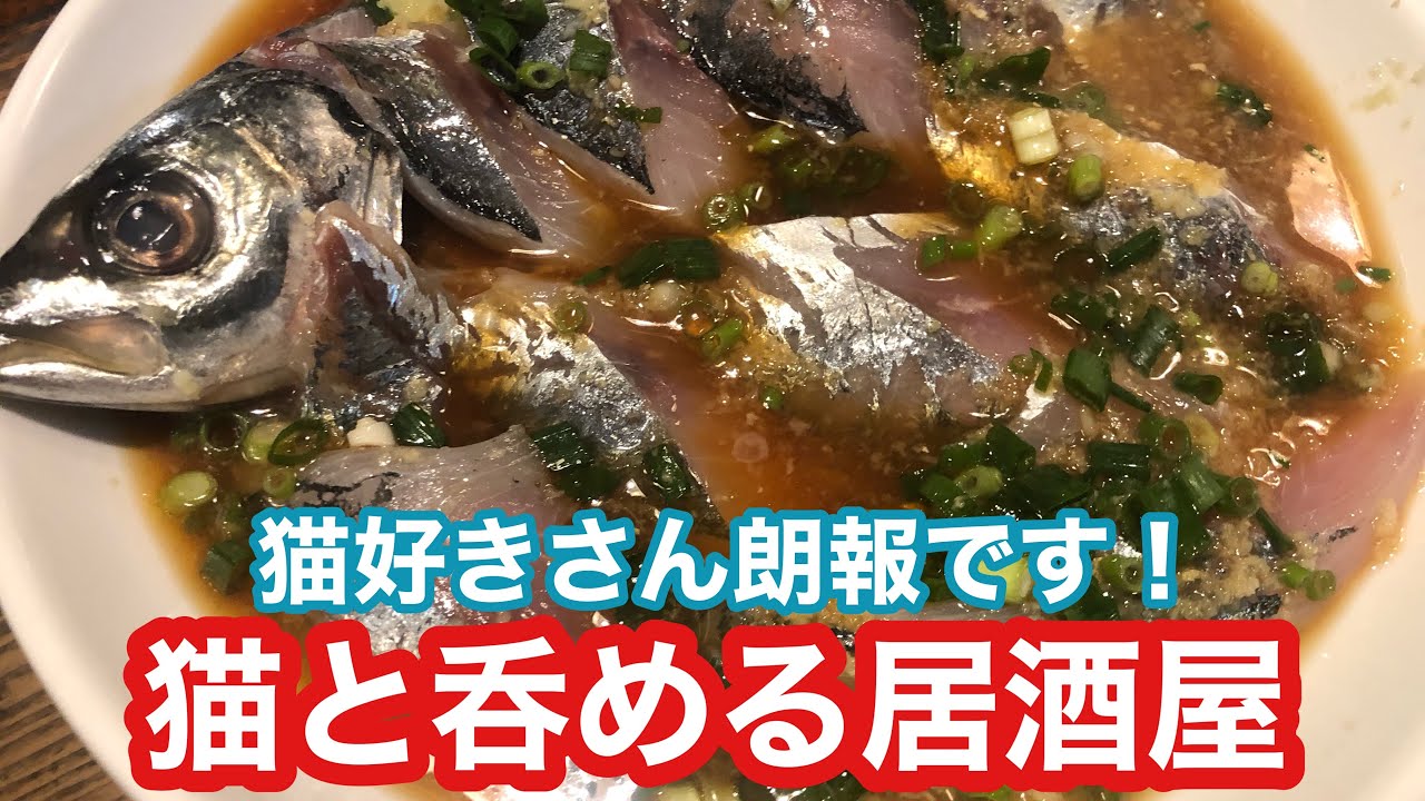 猫と酒が呑める居酒屋！青森出張の合間に行った『のらくろ』が最高すきた♪吉田類さんの酒場放浪記、ユーチューバーのケニチさんも訪れたお店