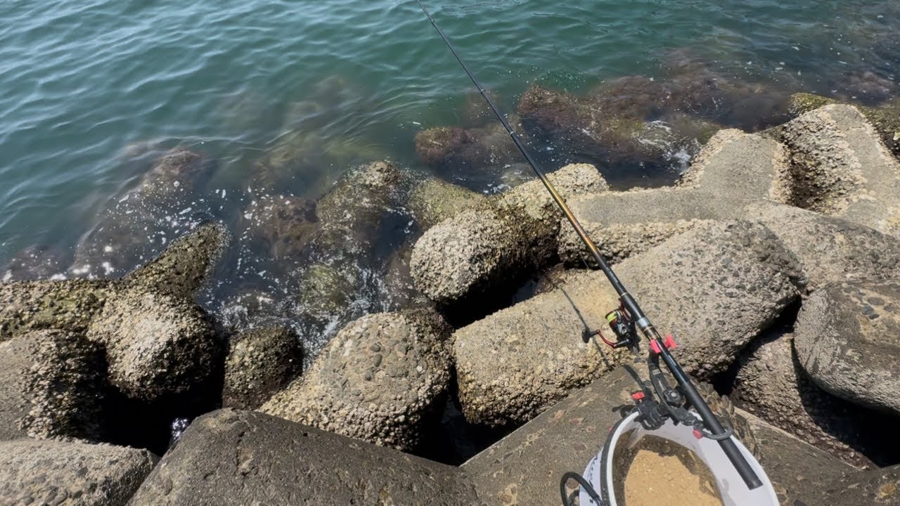 テトラポットは魚の宝庫