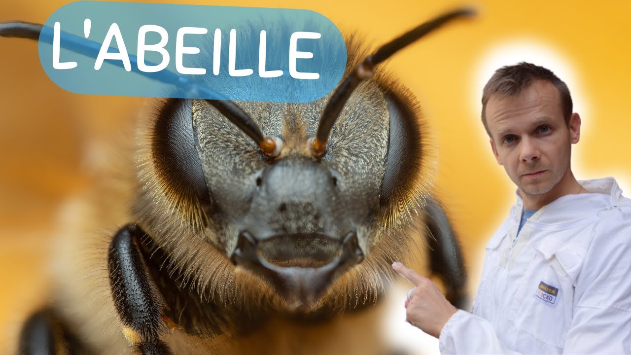 L'abeille comme vous ne l'avez JAMAIS VU