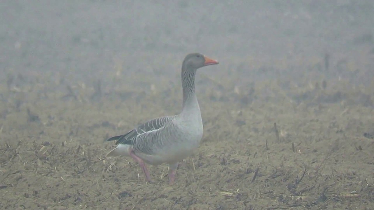 OCA SELVATICA (Greylag Goose) - Cameri (NO)