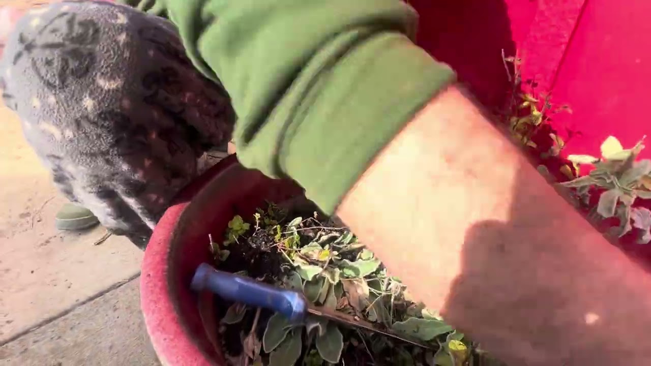 How to propagate mint and other rhizomatous species through root divisions 