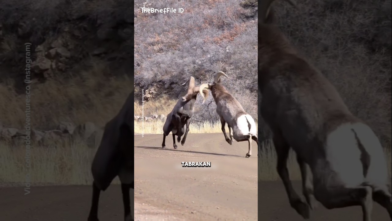 Alasan Kenapa Domba Ini Saling Bentur Kepala 🐏 