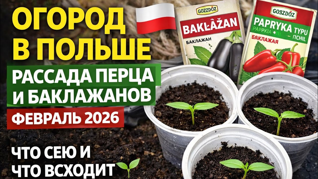 Ранняя рассада перца и баклажанов | Огородв Польше. #огородвпольше #польскиесемена #польша 