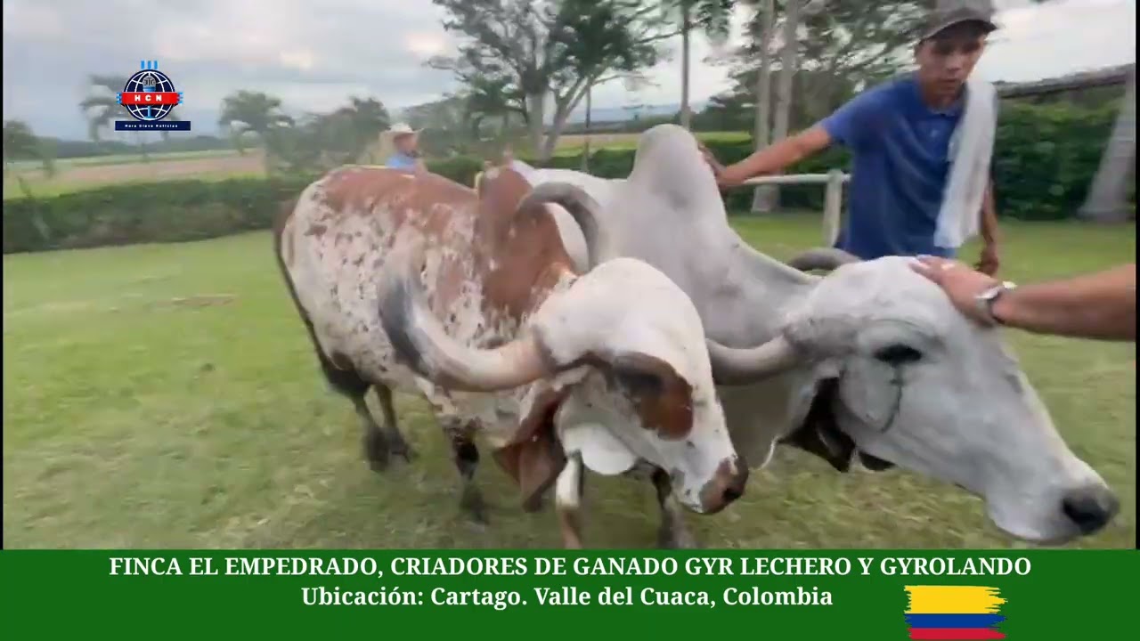 Hacienda El Empedrado Cartago, Valle de Cuaca. Colombia. Criadores de Gyr Lechero y Gyrolando.