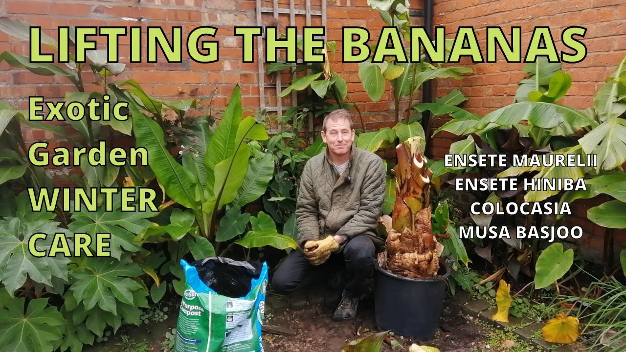 EXOTIC TROPICAL GARDEN WINTER PREPARATION. Red Banana Winter Care. Ensete Ventricosum Maurelii.