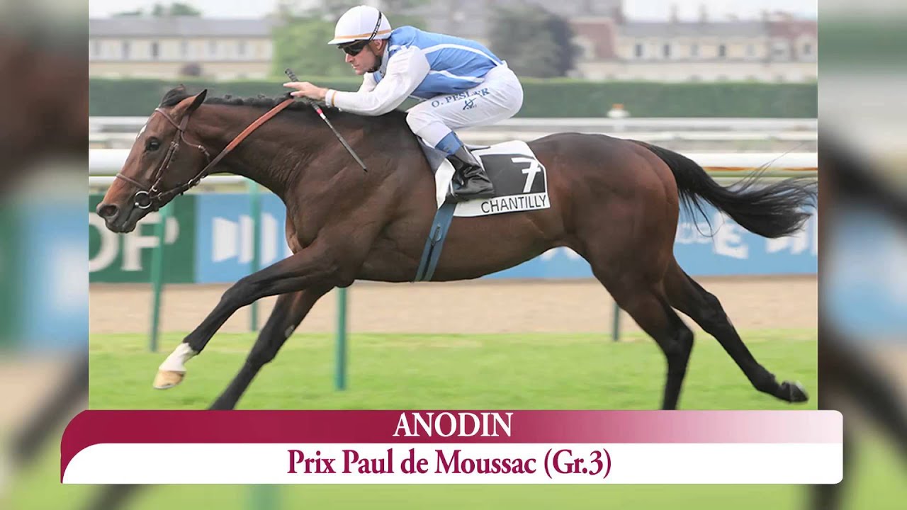 Anodin - Etalon au Haras du Quesnay en 2016