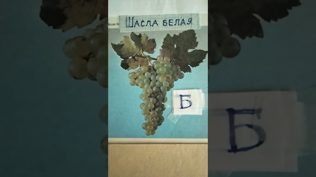 @ Шасла белая - ч.4.93б.