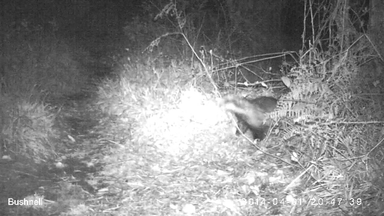 Badgers - making my bed and lying in it...