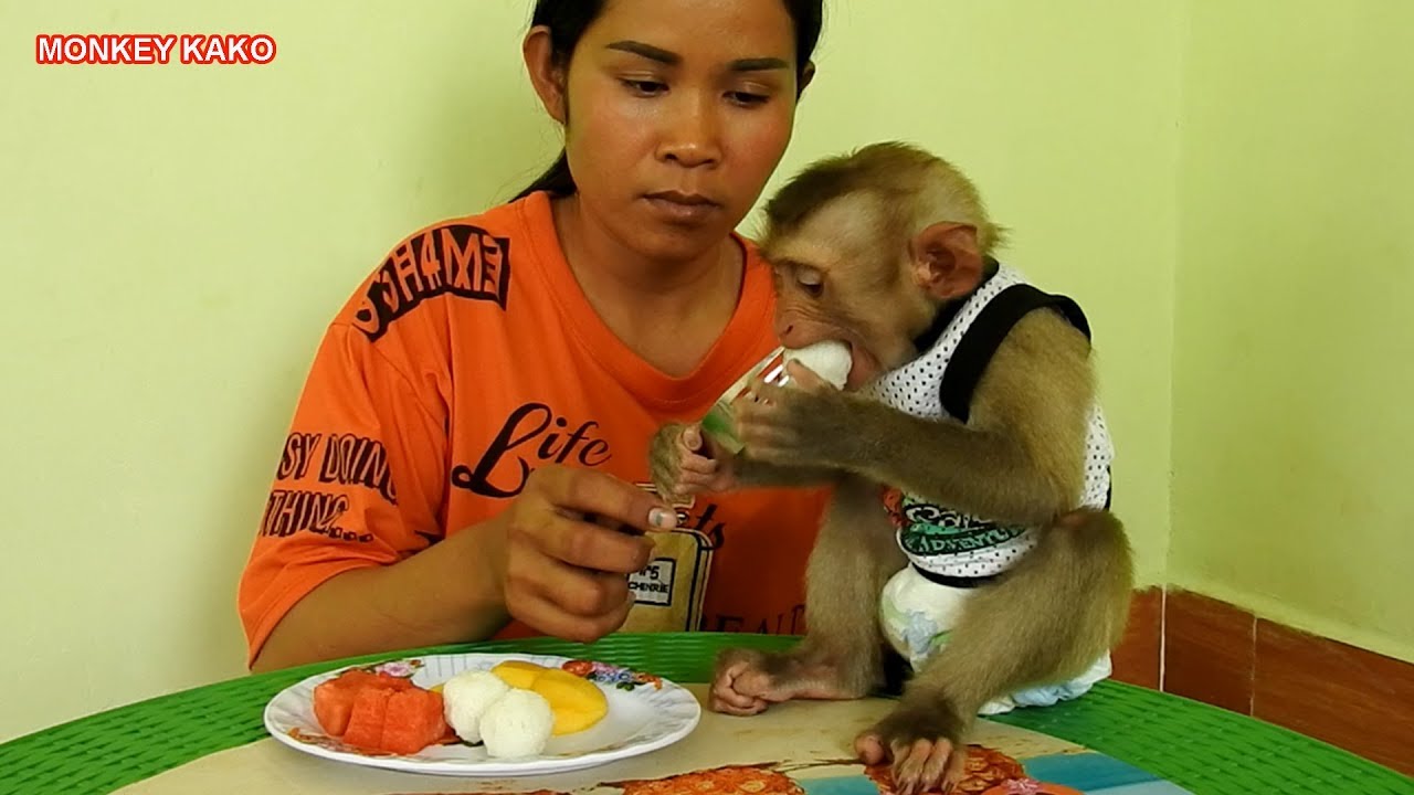 Baby Monkey Kako Have Lunch And Drink Milk