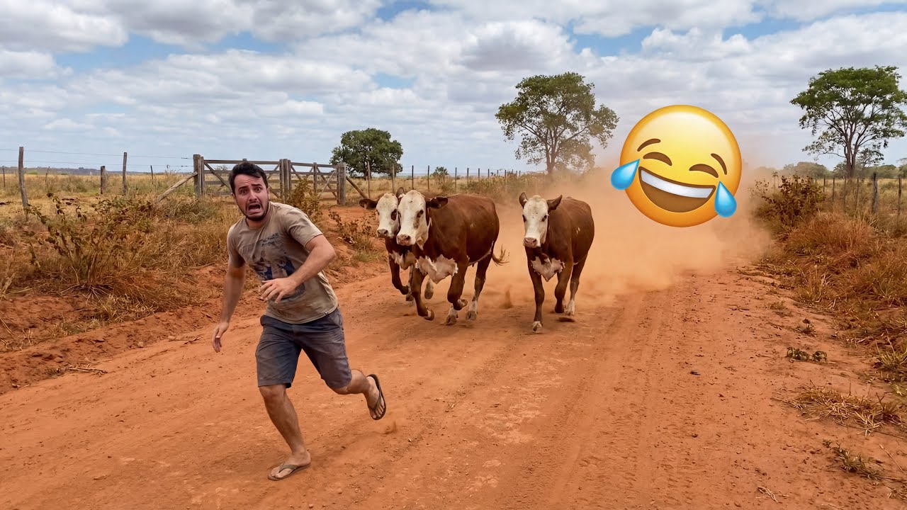 [TENTE NÃO RIR] 😂🤣🐄 - sustos, tombos, piadas, momentos engraçados e muito mais!!