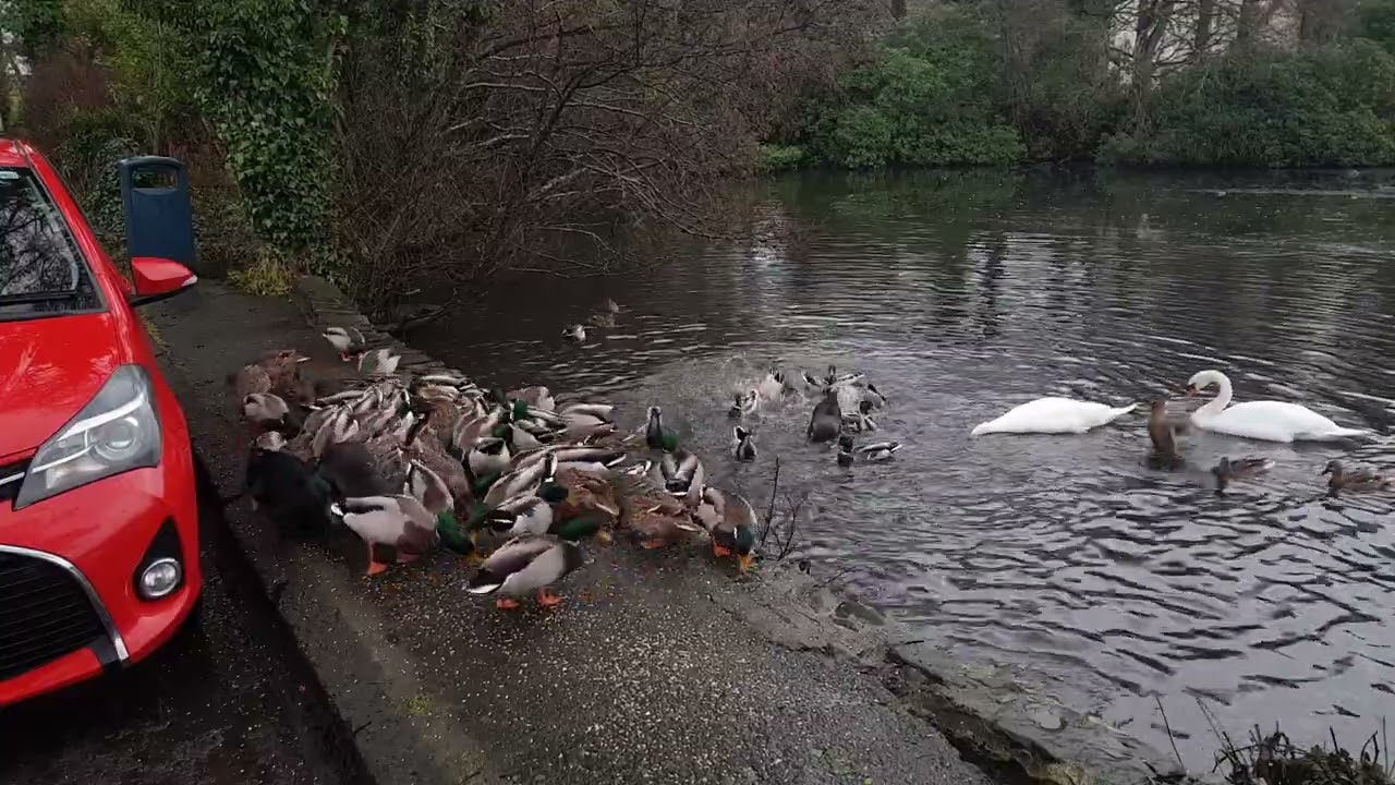 feeding ducks