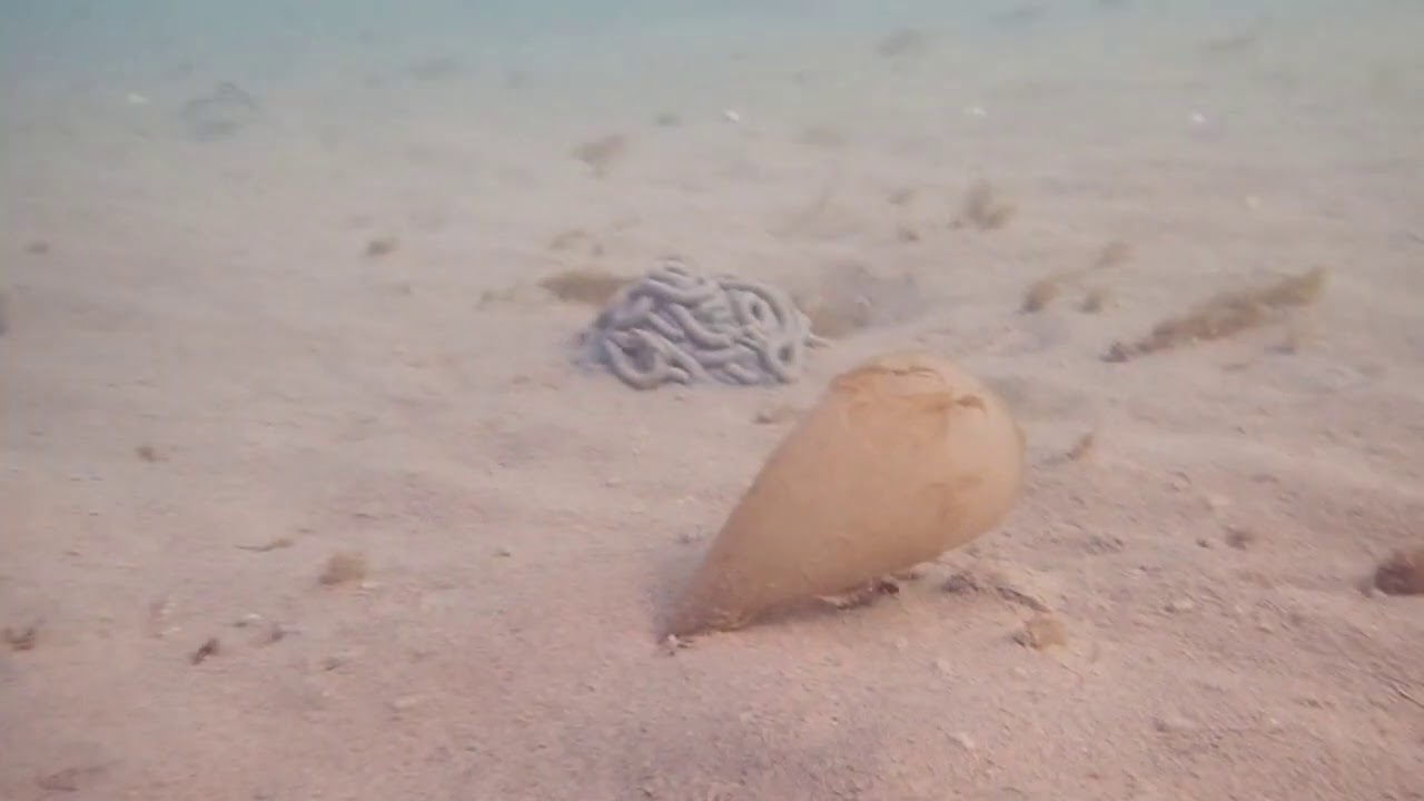 Arenicola sp. egg mass - Solent, UK