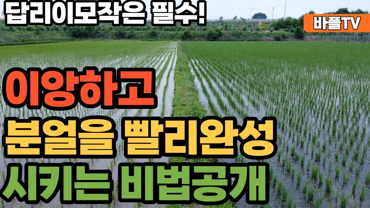 [바플티비]벼 분얼 촉진제!?(feat.뿌리뿌리뿌리)