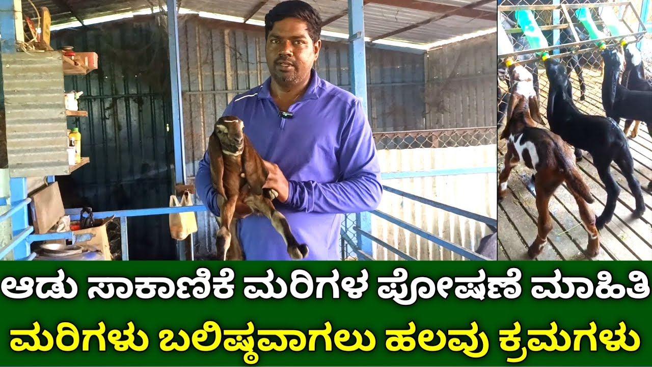 ಆಡು ಸಾಕಾಣಿಕೆಯಲ್ಲಿ ಮರಿಗಳ ಪೋಷಣೆ ಮಾಹಿತಿ | Meke Sakanike Kannada | Beetal Goat Farming In Kannada