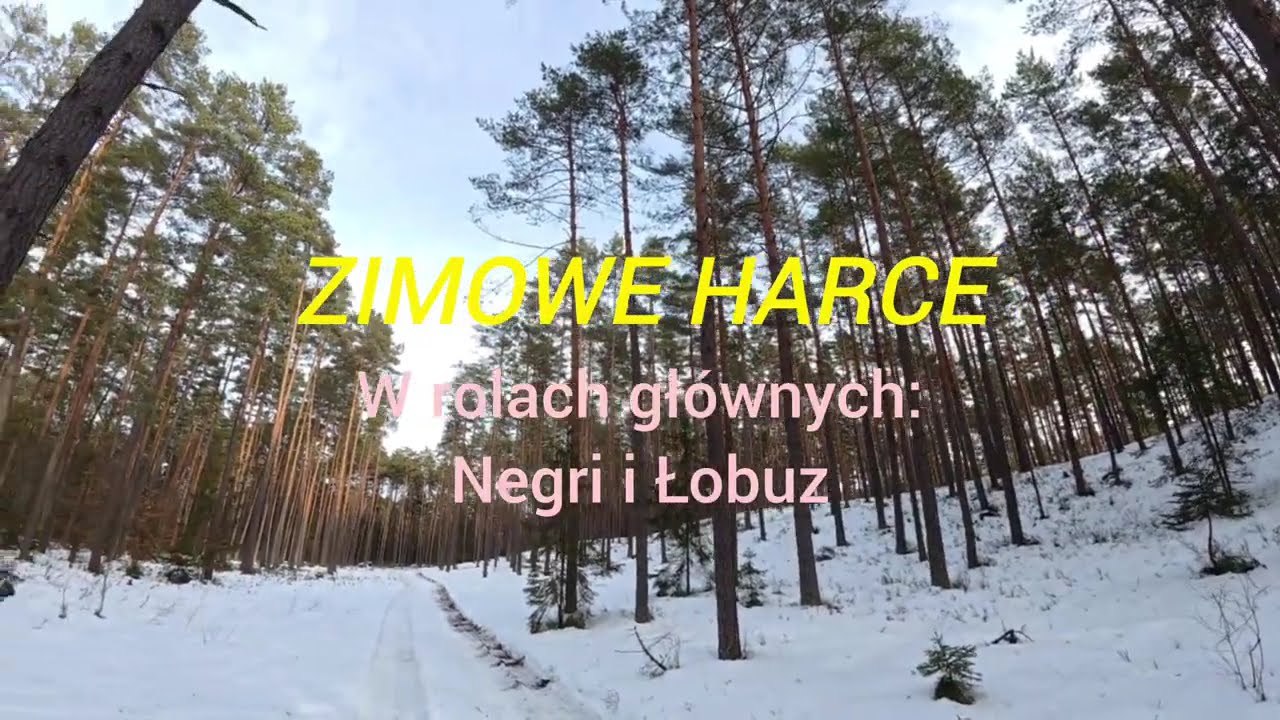 Zimowe Harce. Las i pieski :)