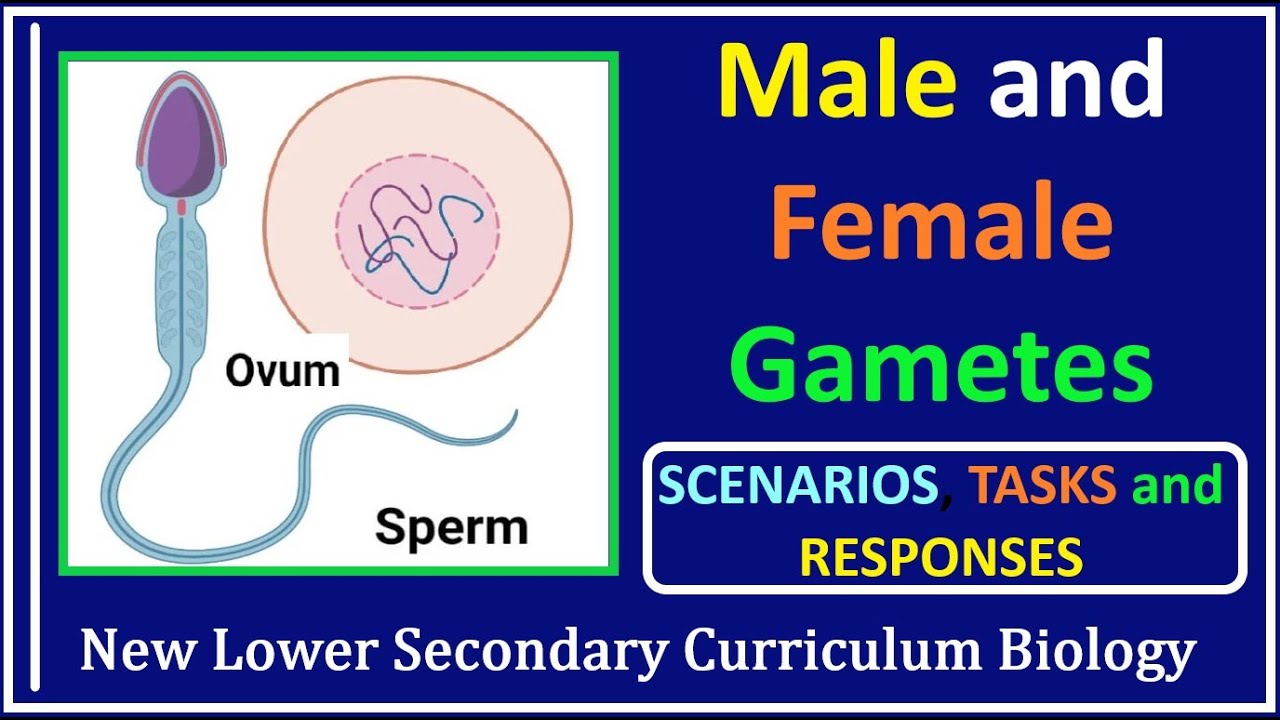 Sexual Reproduction in Humans-3-The Structure of Male and Female Gametes, and Functions of the Parts