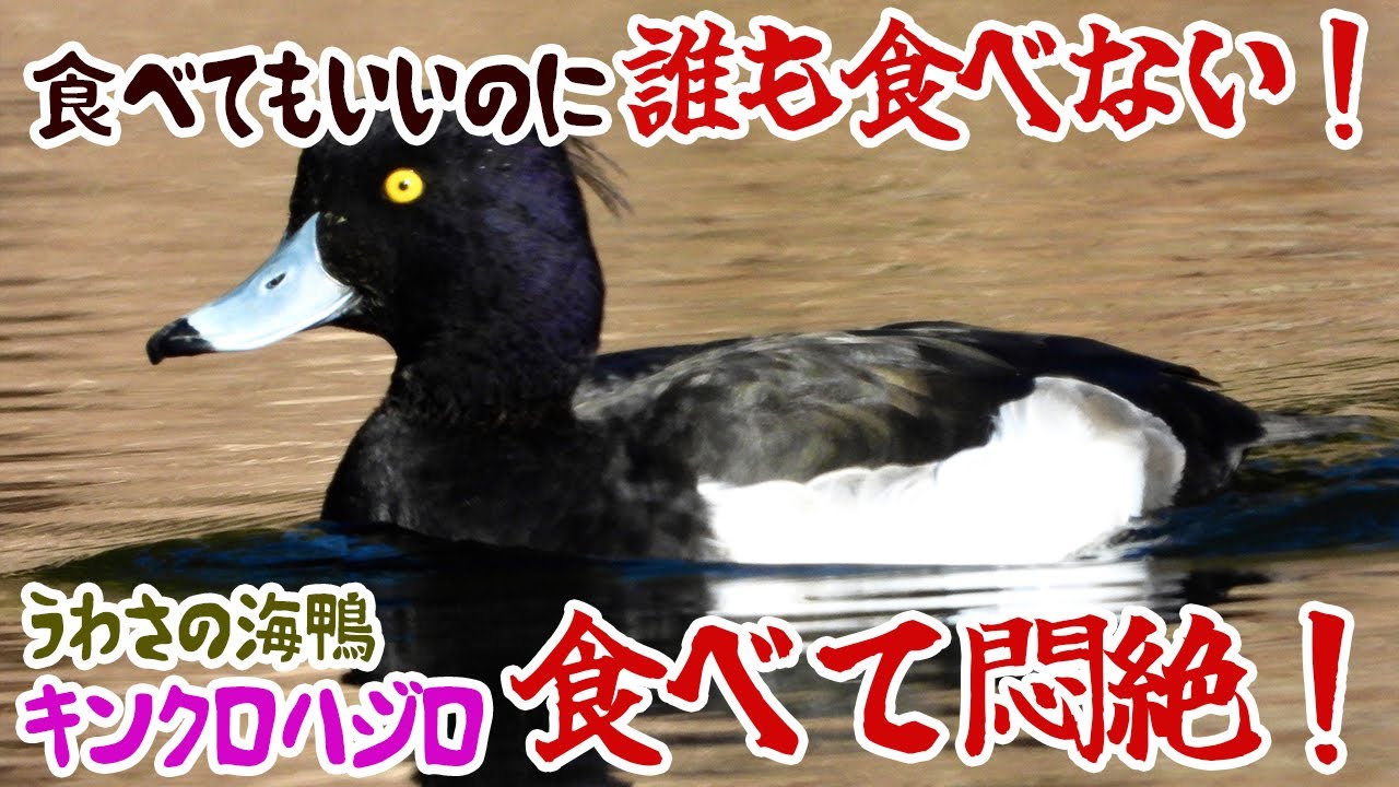 誰も食べない！ウワサの海鴨を…食べて悶絶！