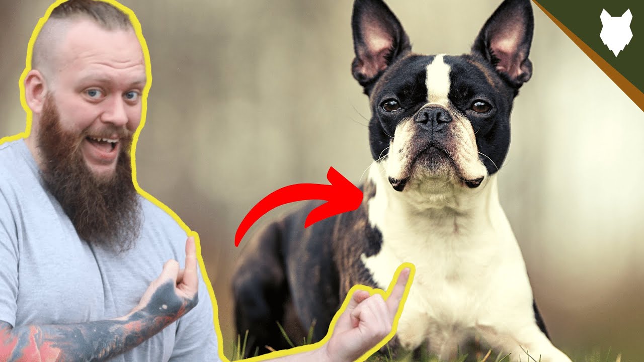BEST PRODUCTS FOR YOUR BOSTON TERRIER