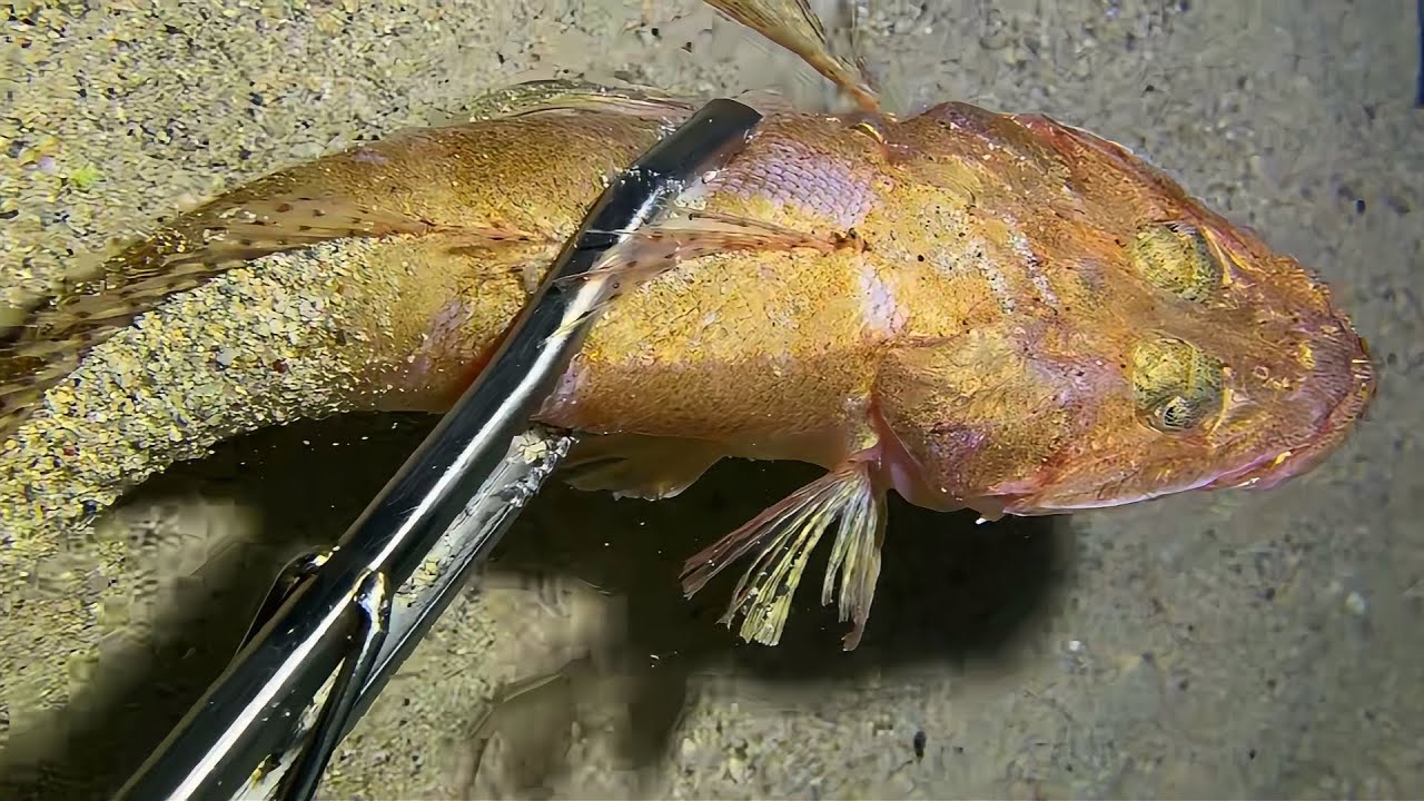 Live 🟢 –Giant Crab Hunt Tonight! Comment to Choose My Target！🦀🌊#diving  #fishing #hunting #shorts