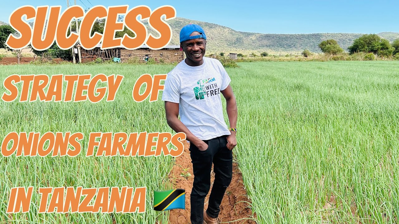 Секретная стратегия лучшего производства лука в Манголе, Танзания 🇹🇿