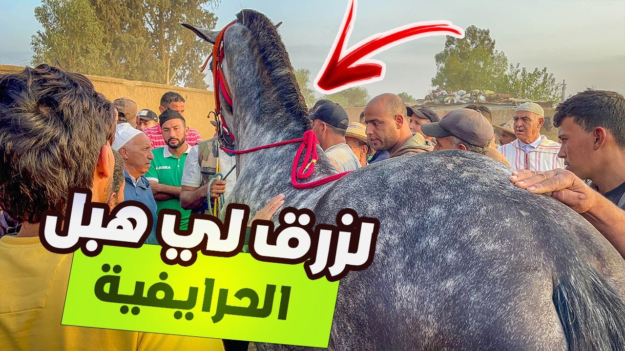 🚨 سوق الخميسات اجواء زوينة مع الحباب دخل عود زرق هبل الحرايفية العربي طويبة عجبو كلس حداه حتى داه