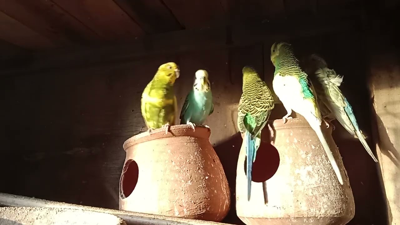 Stunning Australian Parrot 🦜 | Colorful & Beautiful Birds | 4K Nature Video