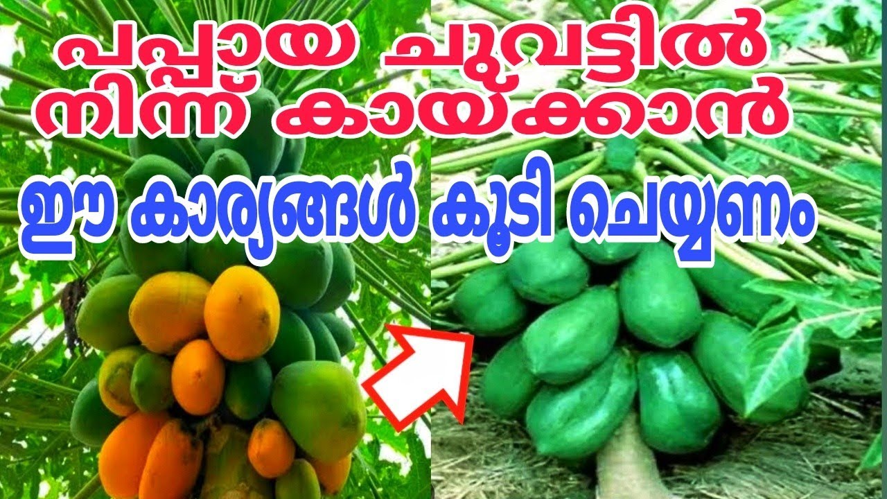 പപ്പായ കുലകുത്തി കുള്ളൻ ചെടിയായി കായ്ക്കാൻ എളുപ്പവഴികൾ | Pappaya Farming Tips