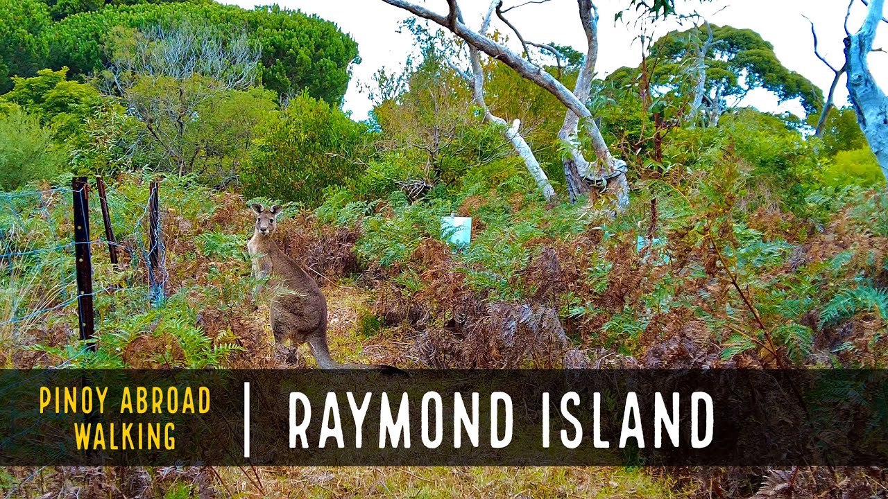 East Gippsland Rural Walk | Paynesville To Raymond Island | 4K |  Coastal Nature Wildlife Ambience
