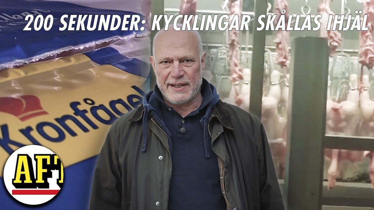 200 SEKUNDER: Ex-anställda slår larm – kycklingen skållas ihjäl hos Kronfågel