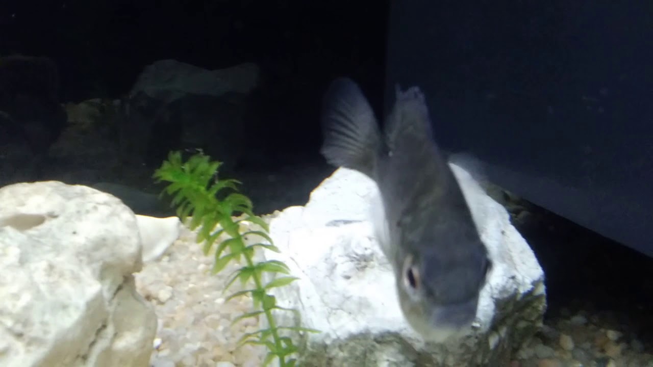 ACQUARIO ACQUA FREDDA 60l