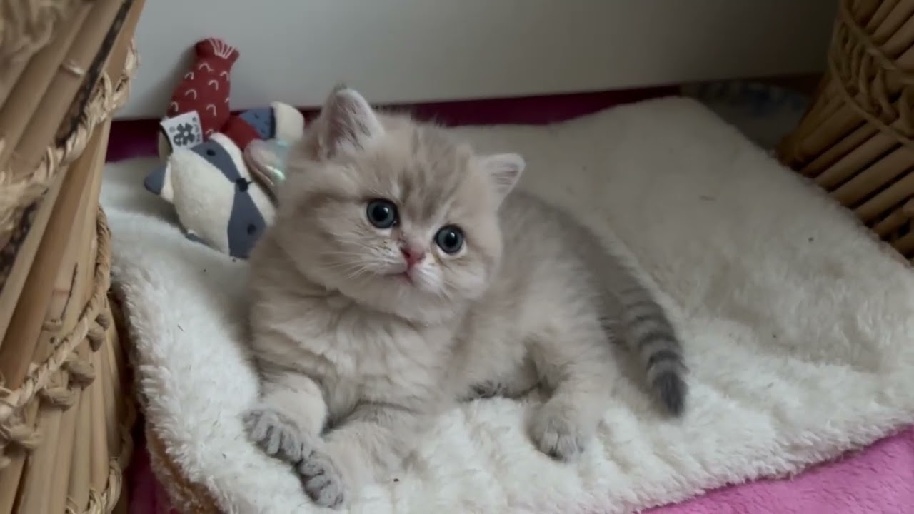 Good Morning with Abi! Today She’s the Queen of the Screen 👑🐱