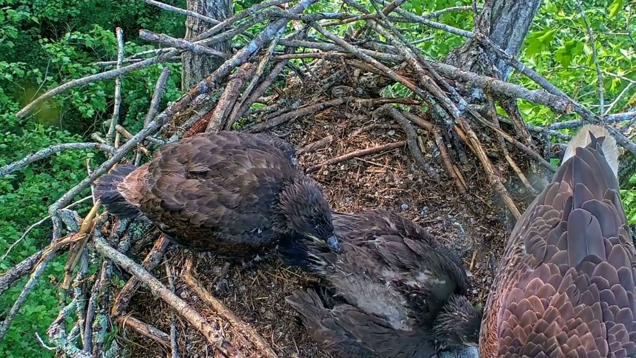 EP#499 #baldeagle Review birds in nest with nature #birdslovers #birdsounds #birdsnest #wildbirds