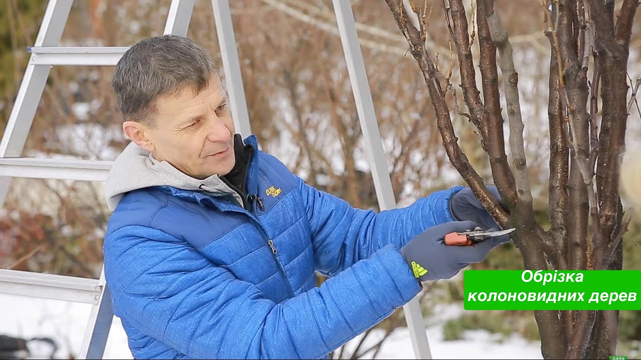 Особливості обрізки дерев з колоновидною кроною.