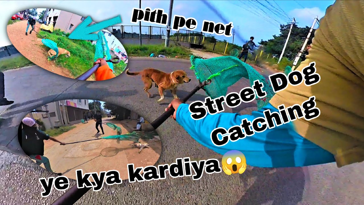 Street Dog Catching Vlog || Awara Kutte Pakadne Ka Video 
