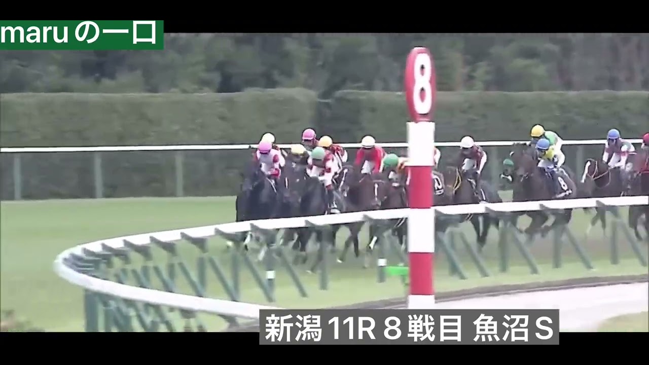 シンハナーダ 8戦目　　　　　　　魚沼ステークス（3勝クラス）　　　芝 2000m新潟競馬場11R 15:15
