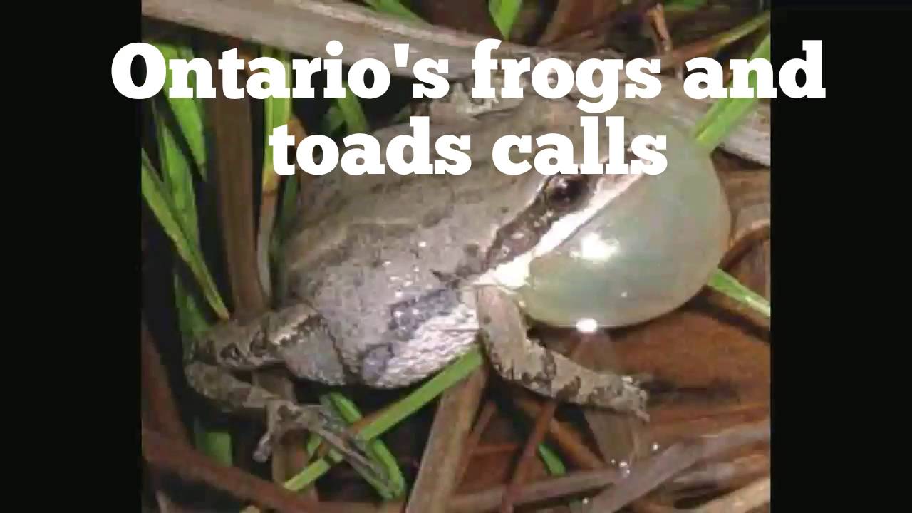 Ontario's frogs and toads calls