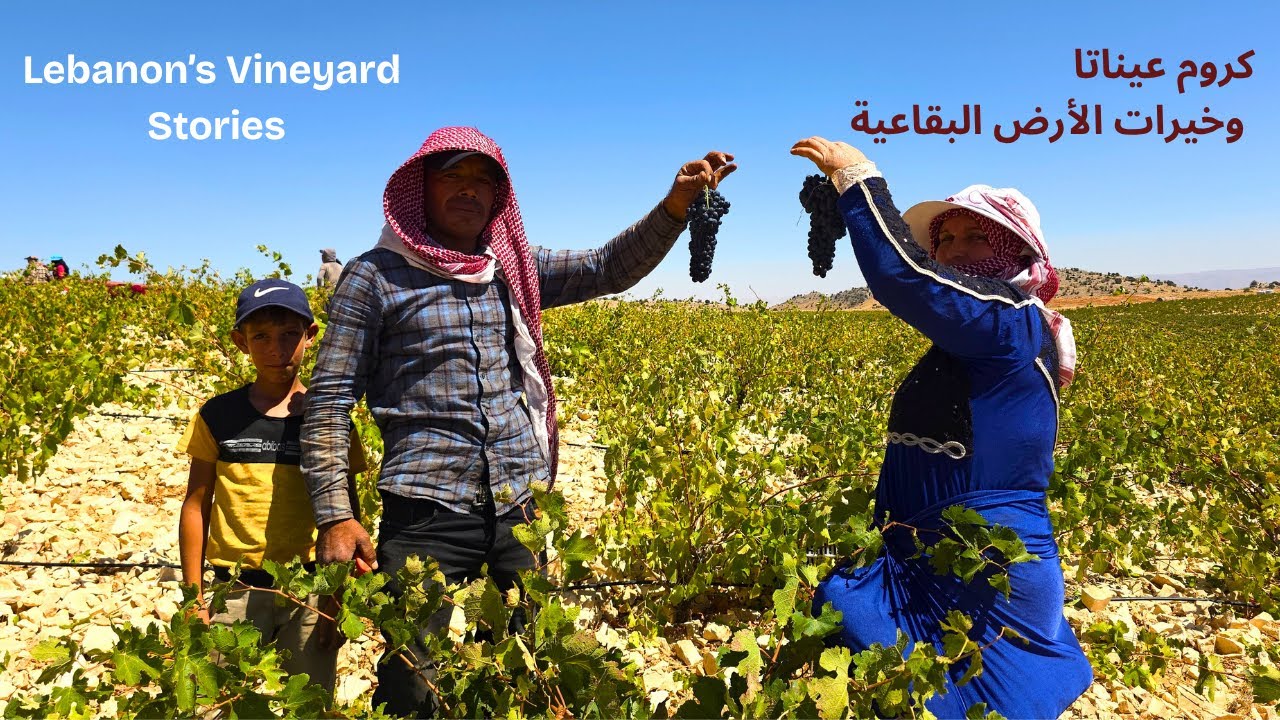 Lebanon’s Wine Journey: In the Heart of Harvest Season موسم قطف العنب في كروم عيناتا البقاعية