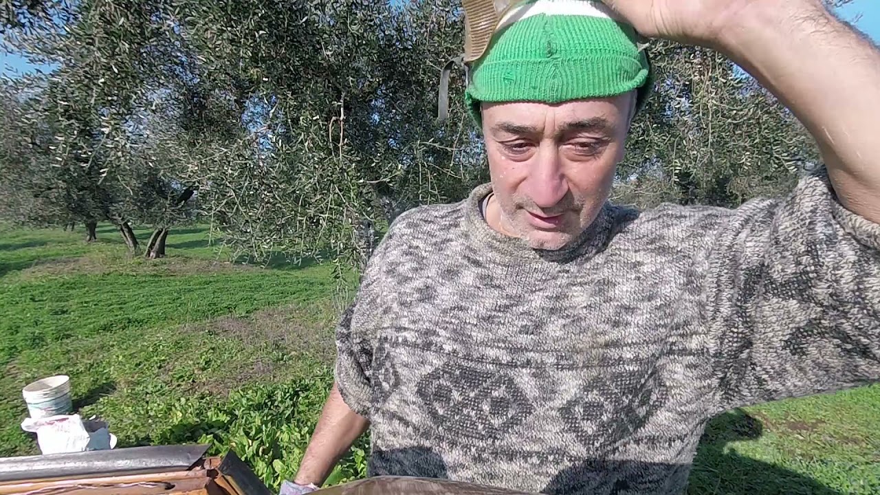 Calce ai tronchi degli olivi