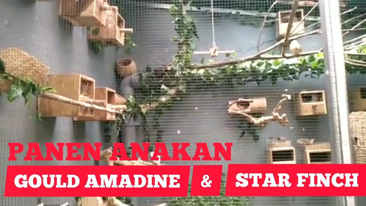 Panen Anakan Gould Amadine & Star Finch di Mini Aviary