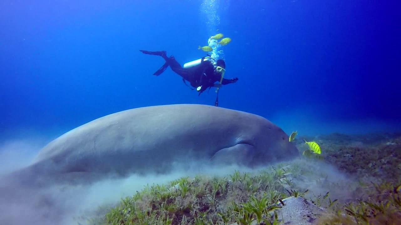 PADI Dugong Conservation Mission #1