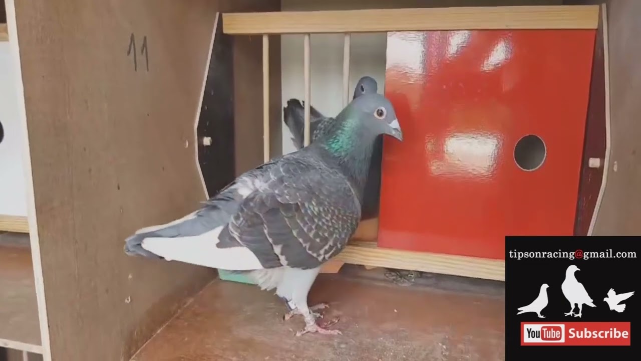 Go the extra mile for your pigeons Training tips for winning races